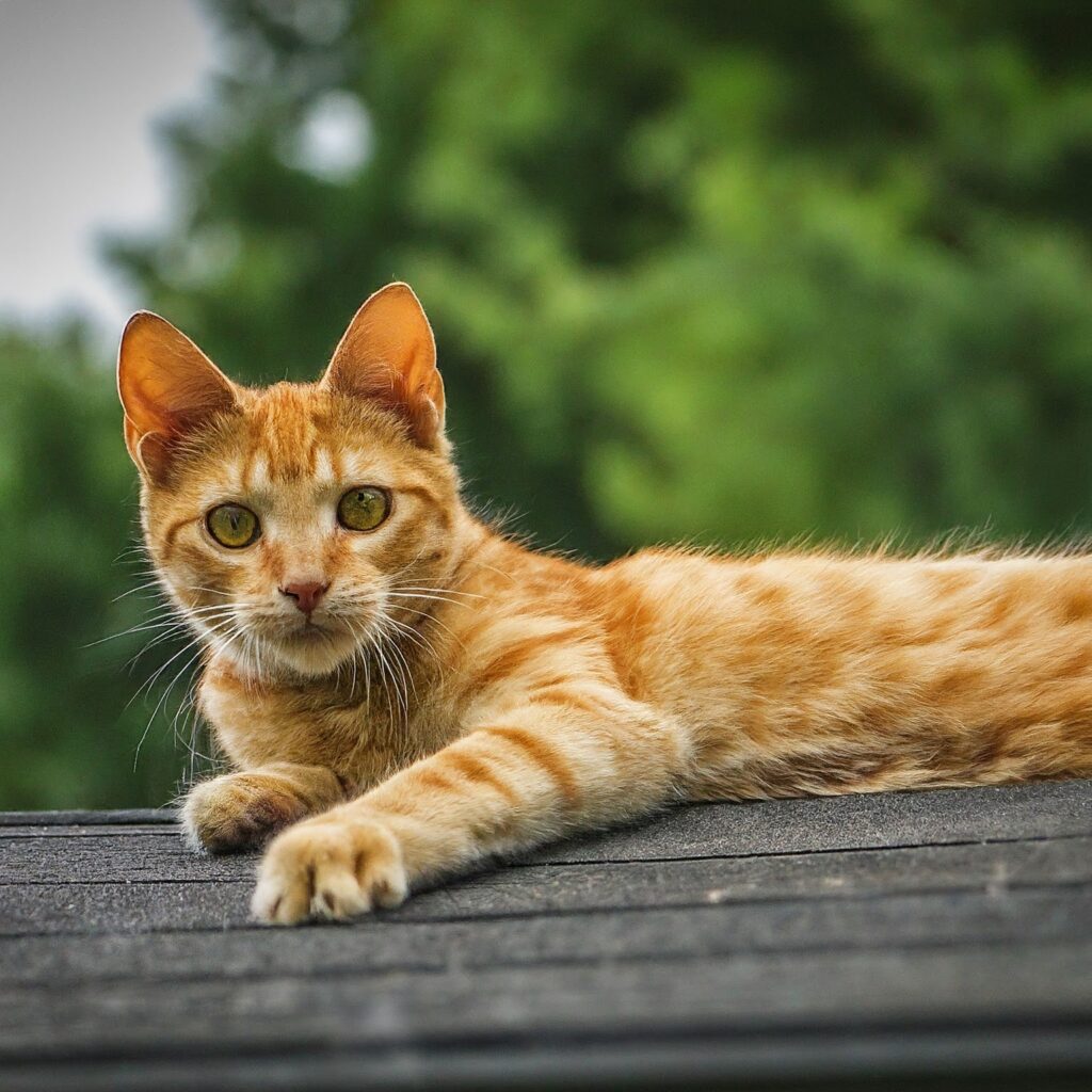 Cat playing or being active