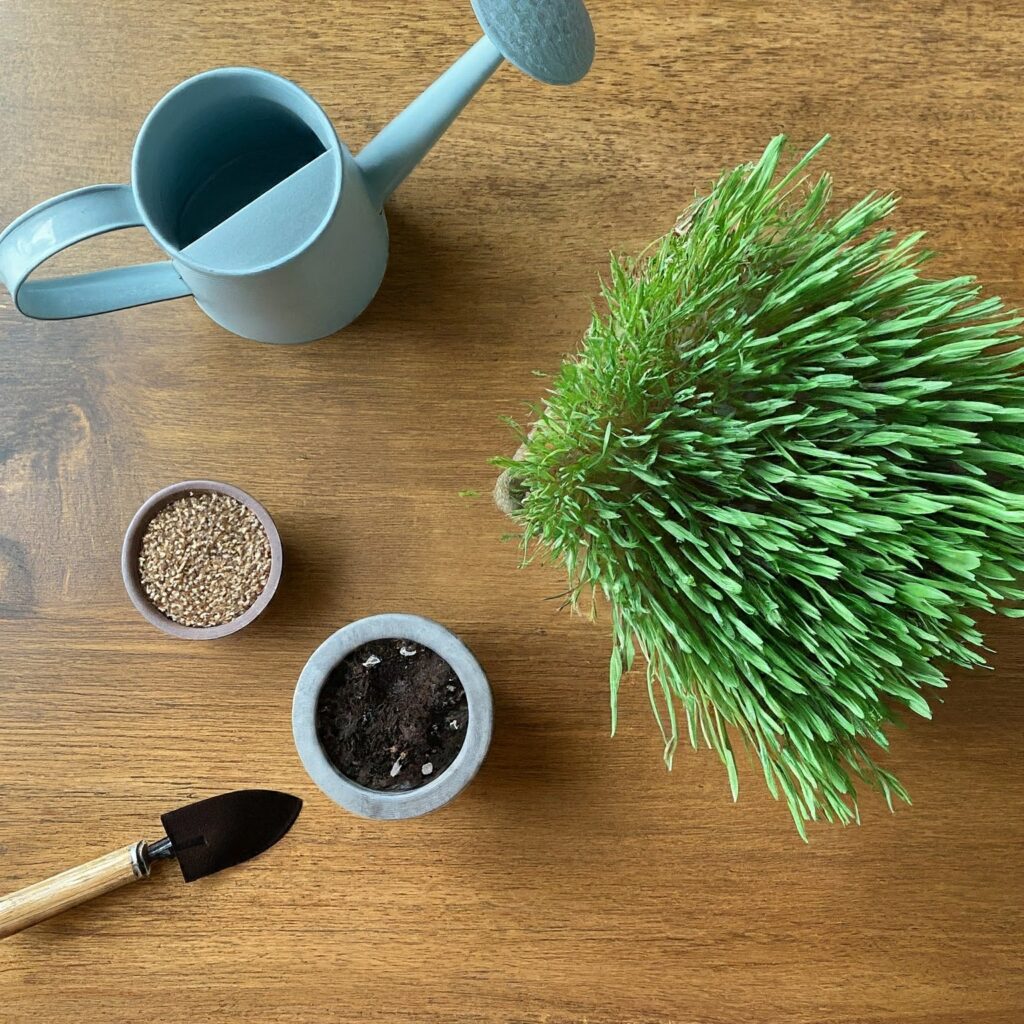 Growing cat grass.