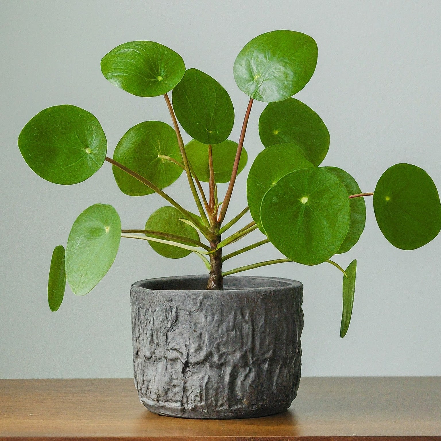 Chinese Money Plant