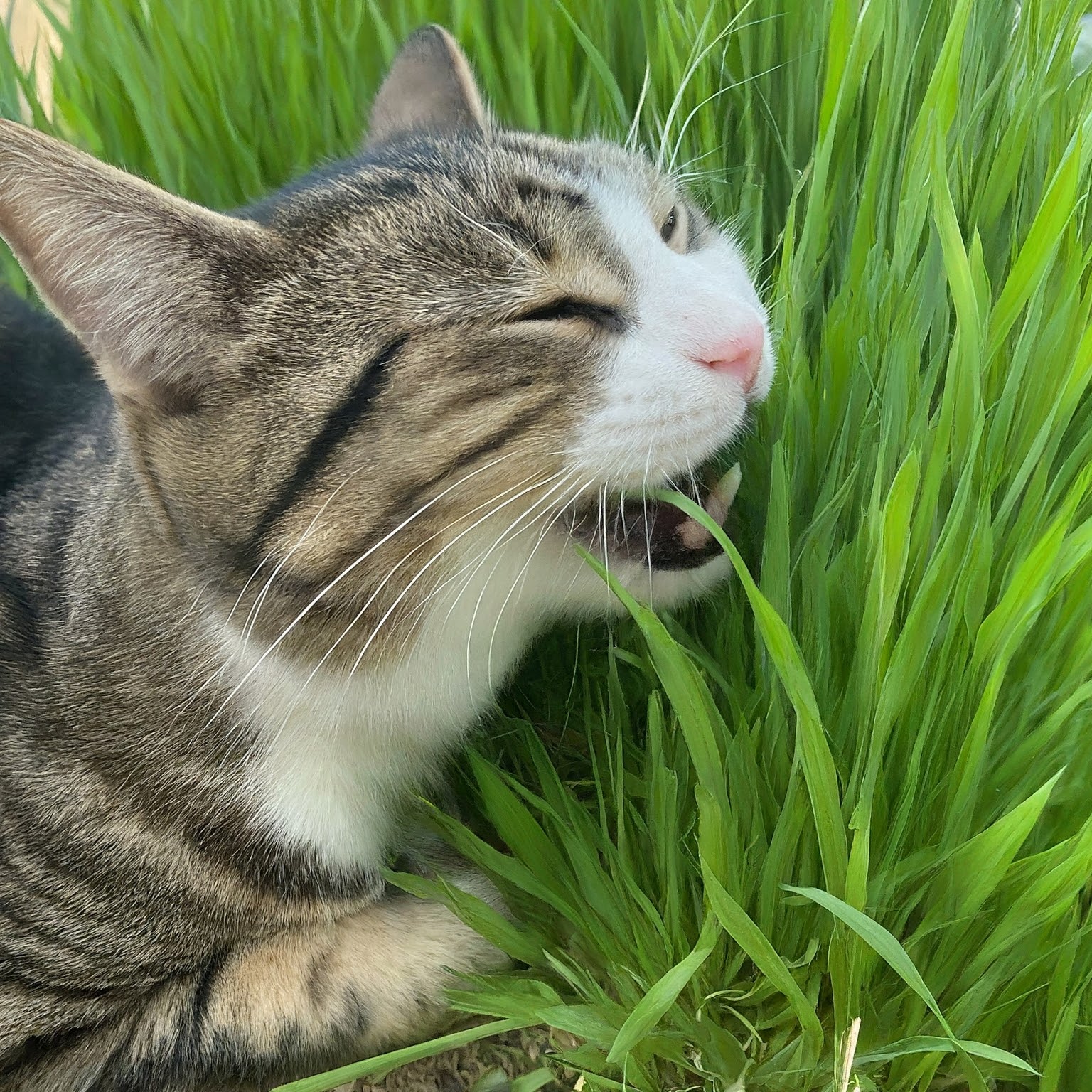 Cat Grass