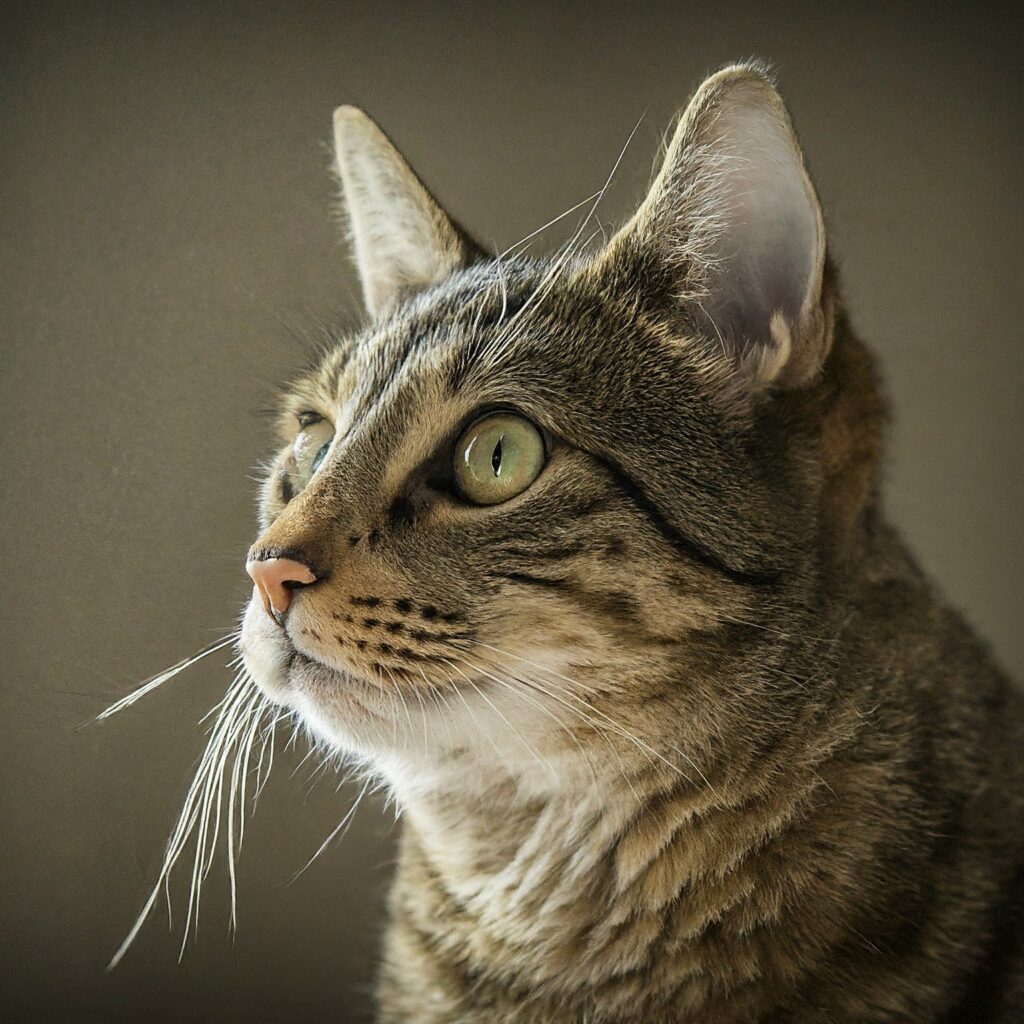 Playful cat